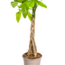 Money Tree Pachira Aquatica in Ø19cm pot, 70-90cm Bild 3