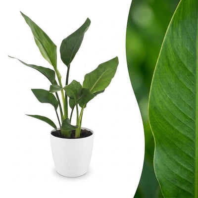 Green boutiQ - Strelitzia Reginea - Bird of Paradise Flower - 1 Plant - with White Pot - Pot 12cm - Height - 35cm