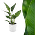 Green boutiQ - Strelitzia Reginea - Paradiesvogelblume - 1 Plant - met Potter Wit - Pot 12cm - Hoogte - 35cm Bild 1