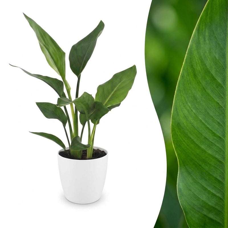 Green boutiQ - Strelitzia Reginea - Paradiesvogelblume - 1 Plant - met Potter Wit - Pot 12cm - Hoogte - 35cm