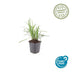 6x Liriope muscari 'Moneymaker' - 10-25cm hoch - Ø9cm Topf Bild 2