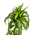 Dracaena Hawaiian Sunshine (Ø19cm) – Tropisches Flair für Ihr Zuhause Bild 3