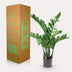 Künstliche Zamioculcas Zimmerpalme, 70 cm Bild 5