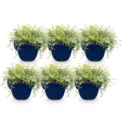 Green boutiQ - Stauden - Thymus praecox Minor - Kriechender Thymian - Duftend - Rosa - 6 Pflanzen - Topf 11cm - Höhe 15-25cm