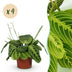 Green boutiQ - Houseplant - Maranta Fascinator Lemon Lime - Prayer Plant - Pet-friendly - Green - 4 plants - Pot 12cm - Height 30-35cm Bild 1