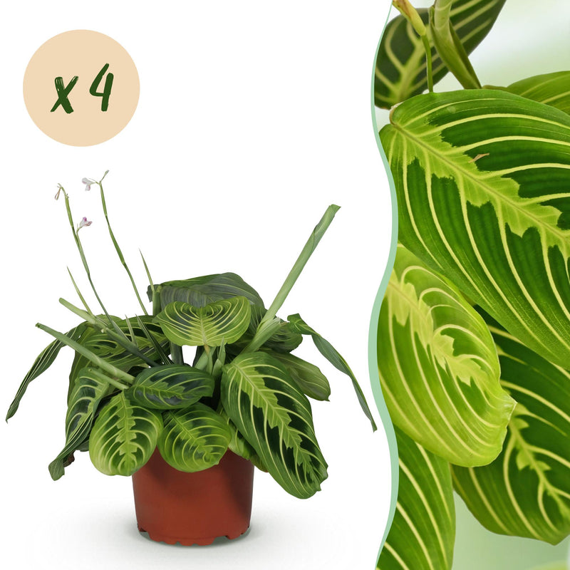 Green boutiQ - Houseplant - Maranta Fascinator Lemon Lime - Prayer Plant - Pet-friendly - Green - 4 plants - Pot 12cm - Height 30-35cm