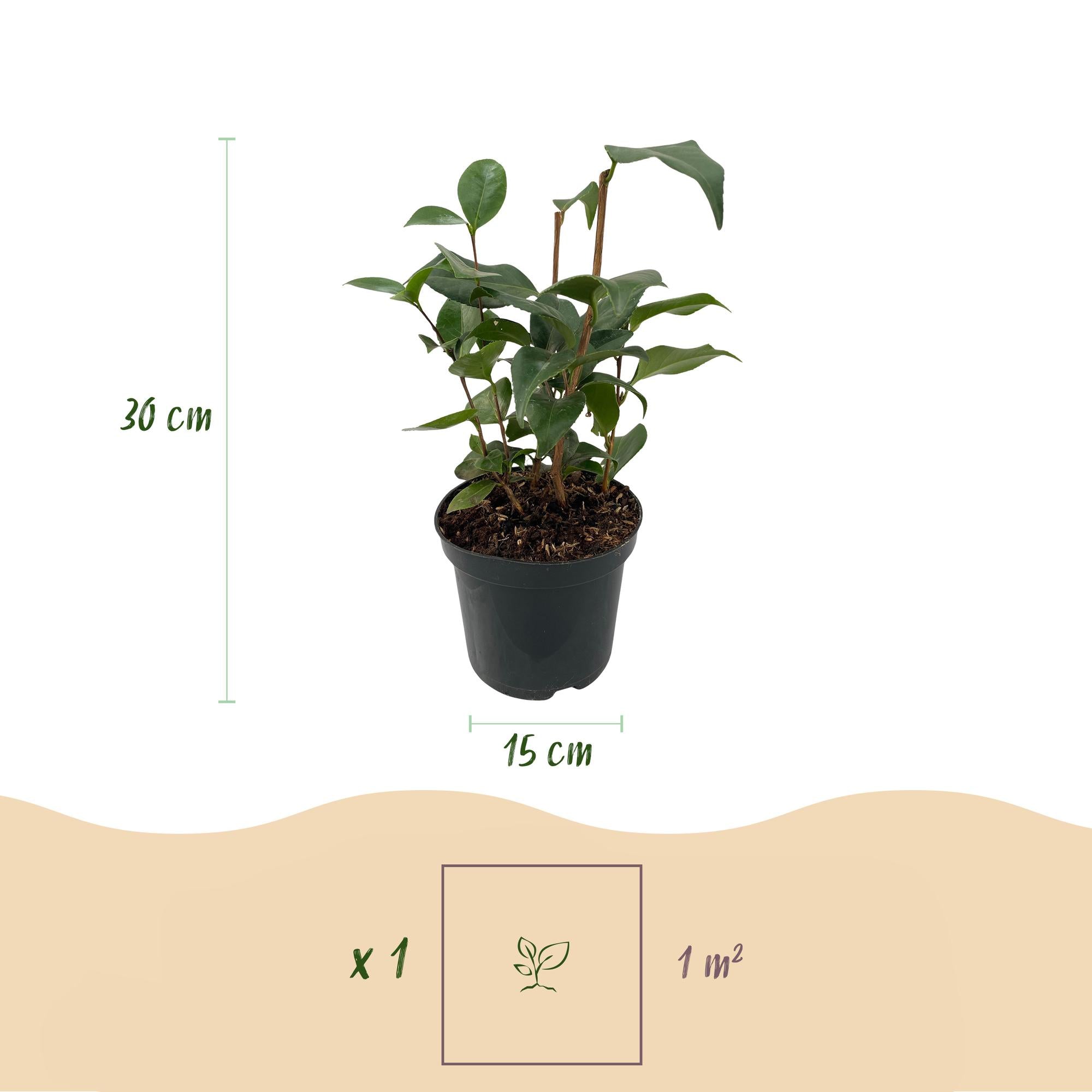 GreenboutiQ - Sträucher - Camelia japonica Tricolour - Blüte Rosa, Weiß und Rot - 3 Pflanzen - 1 m2 - Immergrün - Topf 15cm Höhe 30cm