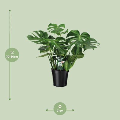 Monstera Deliciosa 'Fensterblatt' Zimmerpflanze Ø21cm, H65cm