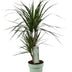 Dracaena Marginata - Ø17cm - ↕70cm - Exotische Zimmerpflanze Bild 1