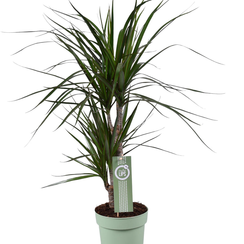 Dracaena Marginata - Ø17cm - ↕70cm - Exotische Zimmerpflanze