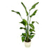 Strelitzia Nicolai (Schönheit) im elho Topf, 170 cm Bild 1