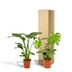 Strelitzia Nicolai & Monstera Deliciosa Pflanzen-Set (Ø19cm, ↕85cm / Ø21cm, ↕75cm) Bild 6