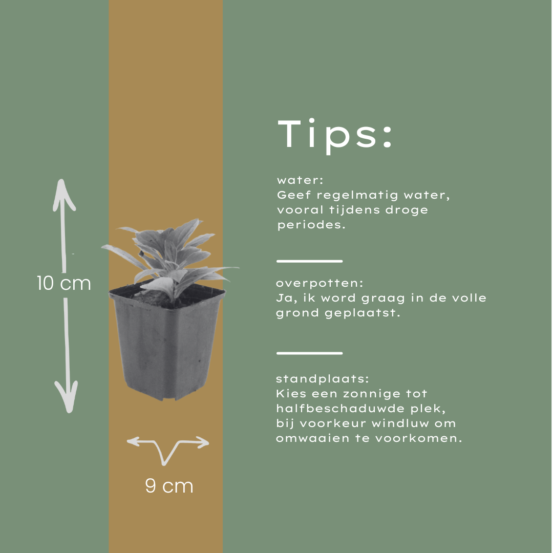 12x Aster frikartii 'Mönch' - Blütenstaude (10-25cm, Ø9cm)