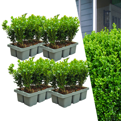 24x Buxus NewGen Freedom Sträucher (Ø7cm) - Winterhart & Zünslerresistent