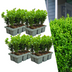 24x Buxus NewGen Freedom Sträucher (Ø7cm) - Winterhart & Zünslerresistent Bild 1
