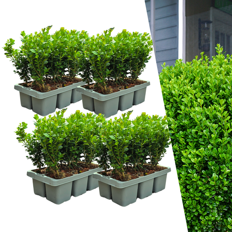 24x Buxus NewGen Freedom Sträucher (Ø7cm) - Winterhart & Zünslerresistent