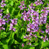 6x Stachys 'Hummelo' Perennial, 10-25cm, Pot Ø9cm Bild 7