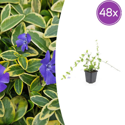 48x Vinca minor 'Blue and Gold' - ↕10-25cm - Ø9cm