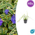 48x Vinca minor 'Blue and Gold' - ↕10-25cm - Ø9cm Bild 6