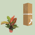 Philodendron Prince of Orange, Ø17cm, ↕45cm - Exotic Decor Bild 4
