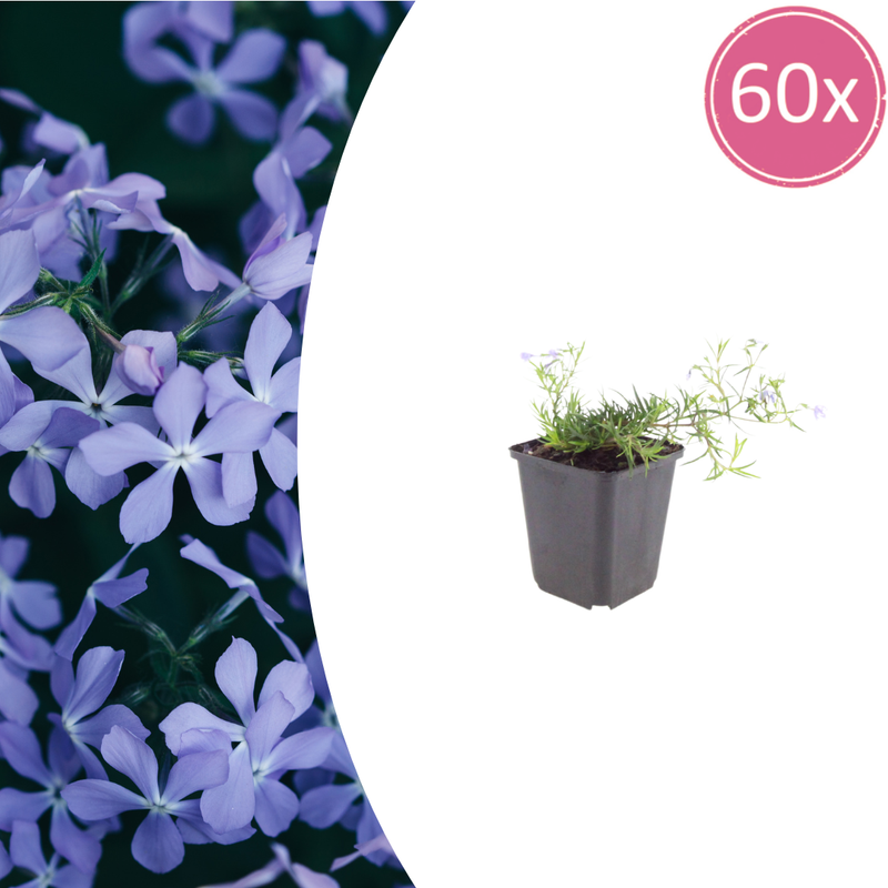 60x Phlox 'Emerald Cushion Blue' - Frühjahrsblüher für Steingarten & Beete