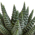 Gasteria/Haworthia Mischung 5er Set im Terrakotta-Topf, 5,5cm Bild 4