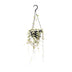 Ceropegia Woodii ssp.woodii 'Herz-Kette' im 14cm Topf, 50cm hoch Bild 1