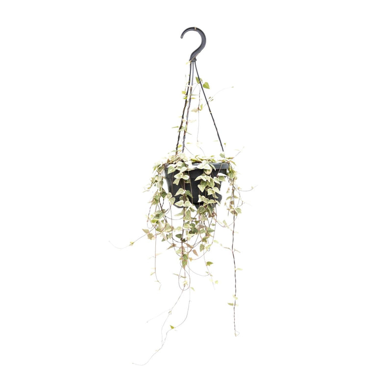 Ceropegia Woodii ssp.woodii 'Herz-Kette' im 14cm Topf, 50cm hoch