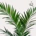 Kentia Palm Artificial Plant 150cm – Tropical Flair Without the Maintenance Bild 4