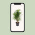 Dracaena Anita - Dragon Tree, Ø24cm, 100cm high Bild 5