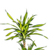Dracaena Deremensis Rikki, Topf Ø21cm, Höhe 90-110cm Bild 3