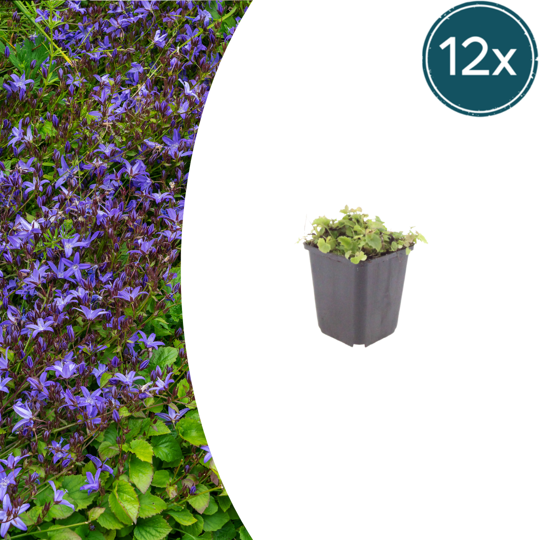 Campanula poscharskyana (Polster-Glockenblume) - 12er Pack