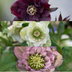 Helleborus Specials - 3 x Ø 14 cm - ↨ 25 cm Bild 7