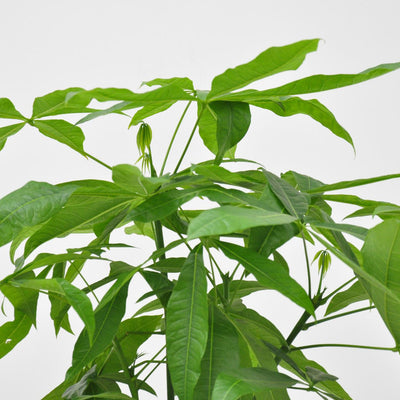Pachira Aquatica Geldbaum 120cm, geflochtener Stamm, Glückskastanie