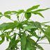 Pachira Aquatica Geldbaum 120cm, geflochtener Stamm, Glückskastanie Bild 2