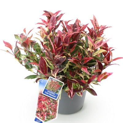 GreenboutiQ - Garden Plant - Leucothoe Colour Diamond - Variegated - 1 Plant - Evergreen - Low Maintenance - Pot 17cm Height 45cm