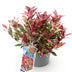 GreenboutiQ - Gartenpflanze - Leucothoe Colour Diamond - Bunt - 1 Pflanze - Immergrün - Wenig Pflege - Topf 17cm Höhe 45cm Bild 2