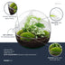 Dome XL Bottle Garden: DIY Plant Terrarium for Your Home Bild 3
