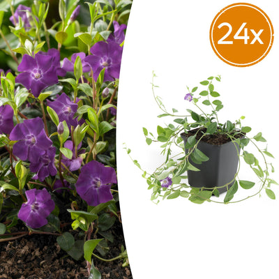 24x Kleines Immergrün 'Atropurpurea' - Bodendecker - 10-25cm