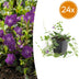 24x Periwinkle 'Atropurpurea' - Groundcover - 10-25cm Bild 1