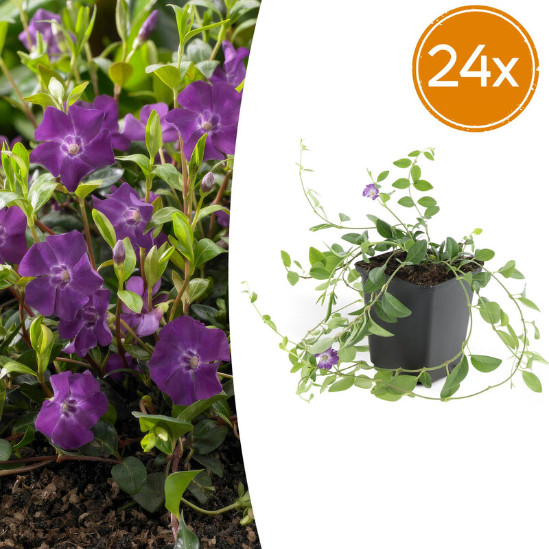 24x Periwinkle 'Atropurpurea' - Groundcover - 10-25cm