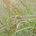 Ziergras 'Cheyenne Sky' (Panicum virgatum) - Ø23cm, ↕60cm Bild 4