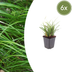 6x Japan-Segge (Carex morrowii) - 10-25cm - Ø9cm Bild 1