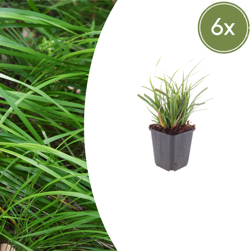 6x Japan-Segge (Carex morrowii) - 10-25cm - Ø9cm