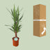 Yucca Palme Ø21cm - 90cm: Elegante Zimmerpflanze für Ihr Zuhause Bild 4