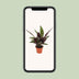 Calathea Insignis (Ø12cm, ↕50cm) - Exotische Zimmerpflanze für Ihr Zuhause Bild 5