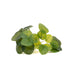 Pilea Mini Bush 13 cm – Compact Houseplant for Modern Living Ideas Bild 4
