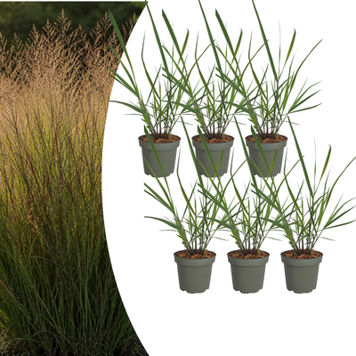 6x Panicum virgatum 'Rotstrahlbusch' – Ornamental Grass with Warm Autumn Colors | Pot size 12 cm