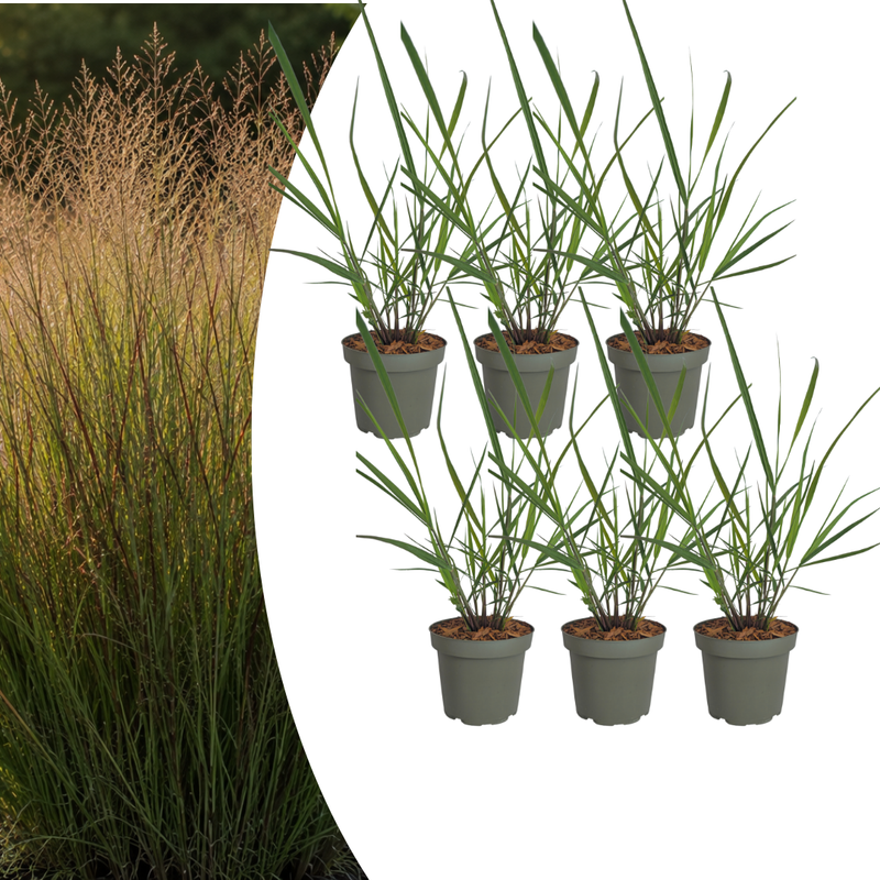 6x Panicum virgatum „Rotstrahlbusch“ – Ziergras mit warmen Herbstfarben | Topfgröße 12 cm