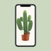 Opuntia Rubescens Konsolea Kaktus Ø12cm | 35cm hoch Bild 5
